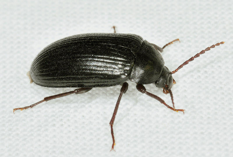 Prionychus ater (Tenebrionidae Alleculinae)